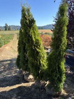 7’-8’ Arborvitae