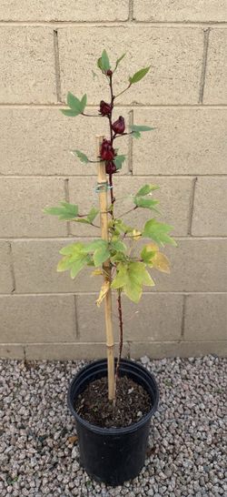 Roselle Hibiscus - Hibiscus sabdariffa, Thai Red Roselle