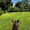 Tack & Equine 