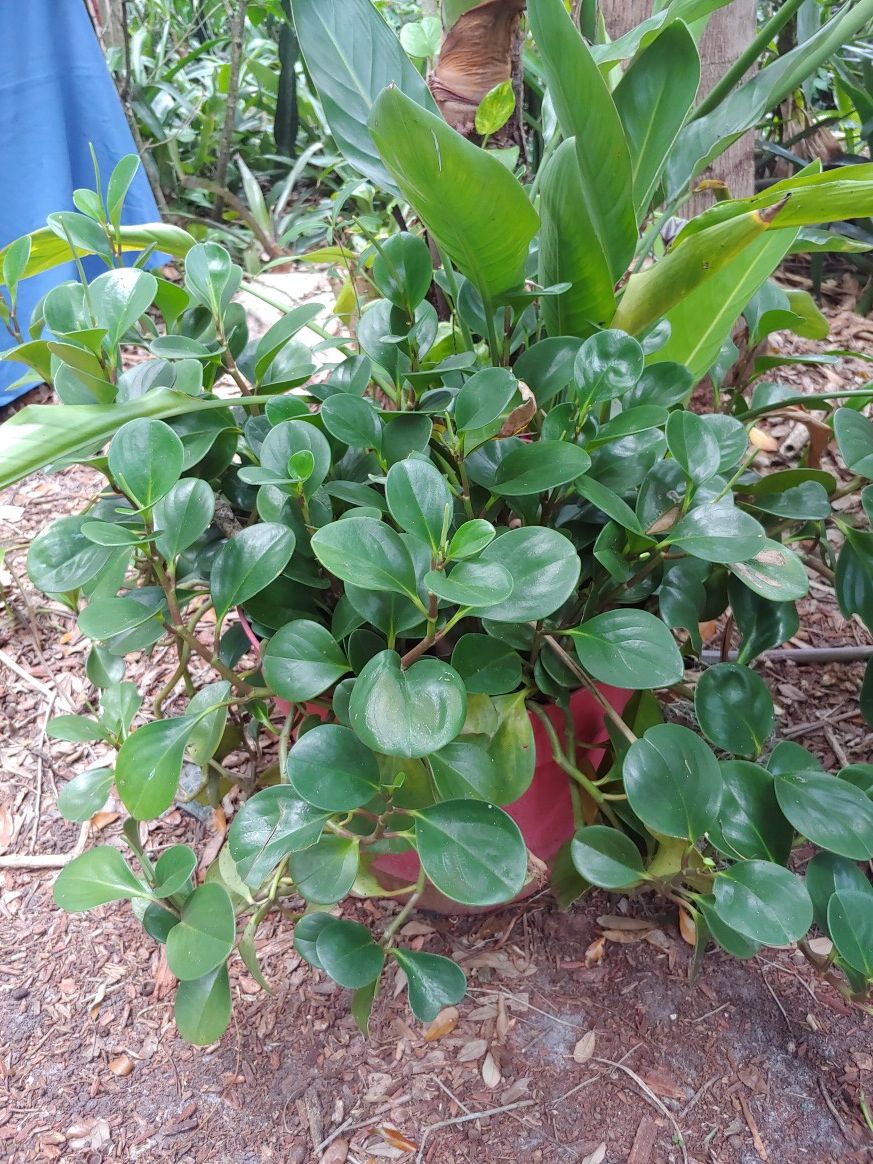 Rubber plant big pot