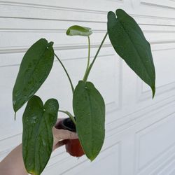 Beautiful Syngonium Chiapense Plant