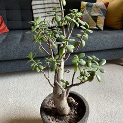 Jade Plant Bonsai in Ceramic Pot