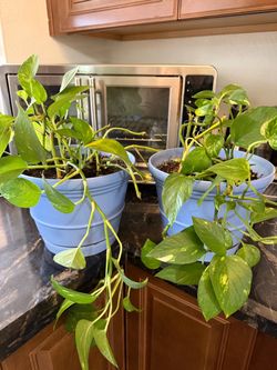 Ceramic blue pot 6.5”x8” with Golden pothos