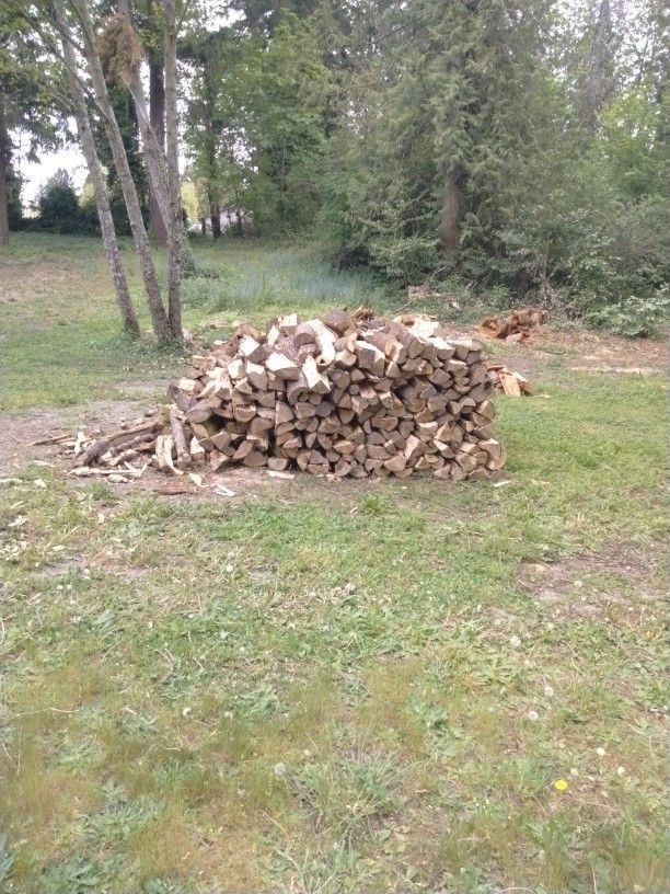 Firewood Maple