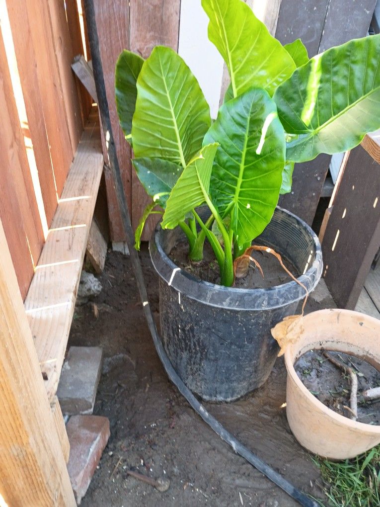 Elephant Ear Plant