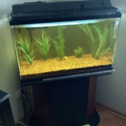  25 Gallon Aquarium With Occupants