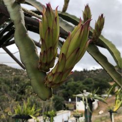 Dragon Fruit 