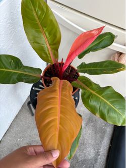 Philodendron orange