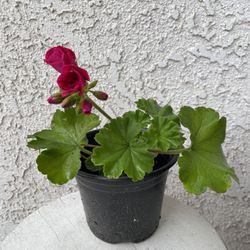 1 Gallon Pot Horseshoe Geranium - Pelargonium Zonale - Indoor Outdoor Plant - Purple Flowers Year Round - Rooted & Stablished - Drought Resistant 🌺