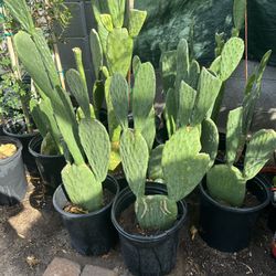 Cactus Plants for Eating in Five Gallons $20 Each Firm Price