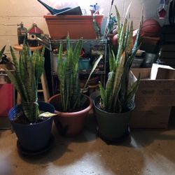 Snake Plants 