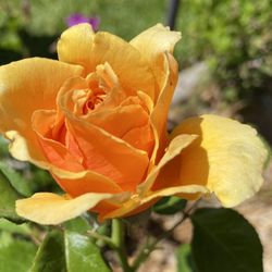 Yellow Apricot Rose 3 Cuttings for Rooting/Grafting QUICK SHIP