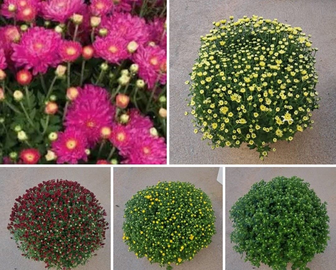 Super Large Perennial Mums