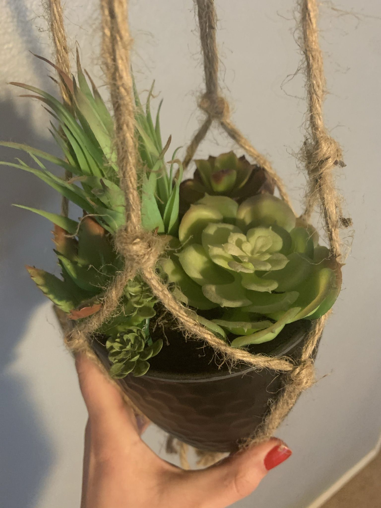 Decorative hanging Plants