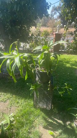 Plantas de sombra 1 × 20 y la otra por seis