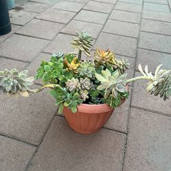 Ghost Plant Succulent Variety In Terra Cotta Pot 