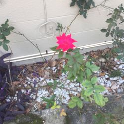 Red Rose Bush