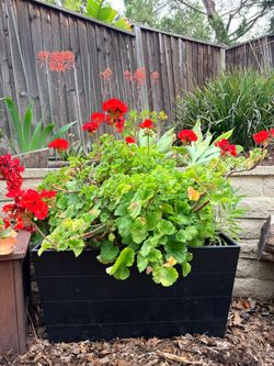 Geraniums in metal planters