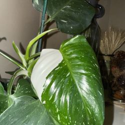 Plant 
