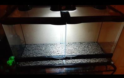 20 gallon pac man starter tank
