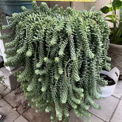 Succulent 