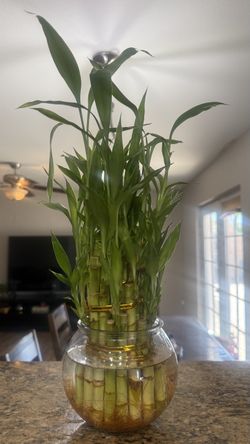 Beautiful plants 🌱 plantas Bamboo