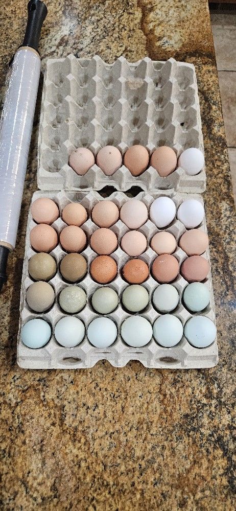 Fresh Eggs