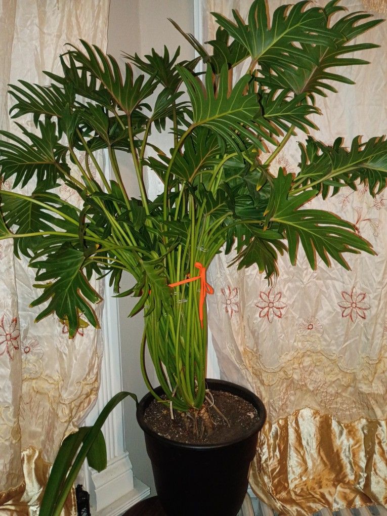 PLANT SWISS CHESS BEAUTIFUL