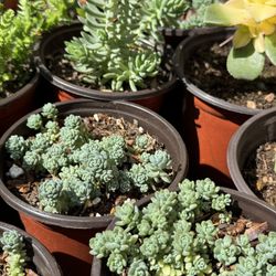 Succulent’s Plant 🪴