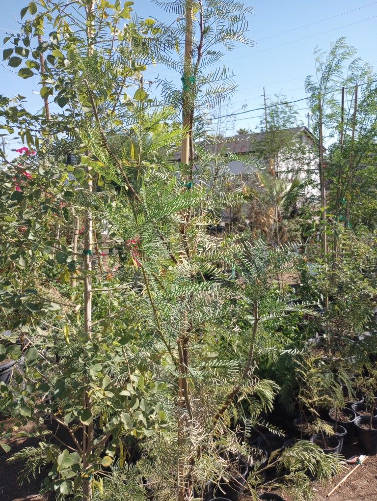 24 Gal Mesquite Tree