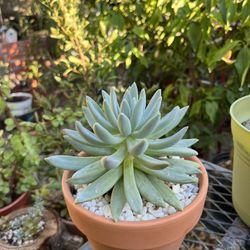 Echeveria Hookeri Succulent In terracotta Pot