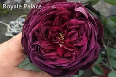 Rare European, Japan rose plants : Royale Palace