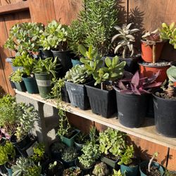 Succulents