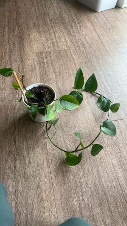 Pothos plants