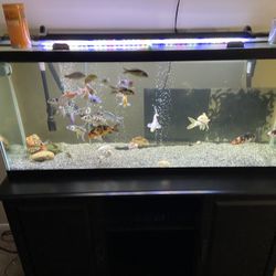 55 Gallon Aquarium With Stand. 