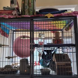 Chinchilla 