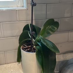 Sleeping Orchid in White Ceramic Pot