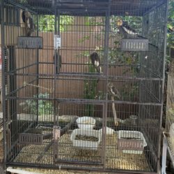 Bird Cage 