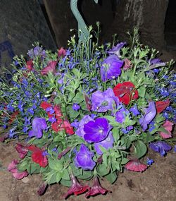 Petunia  and Lobelia Hanging Baskets