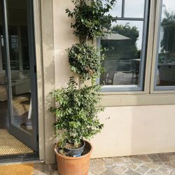 New Zealand Christmas Tree - Triple Ball Trained Tree In Pot 