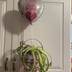 arrangements with live plants.