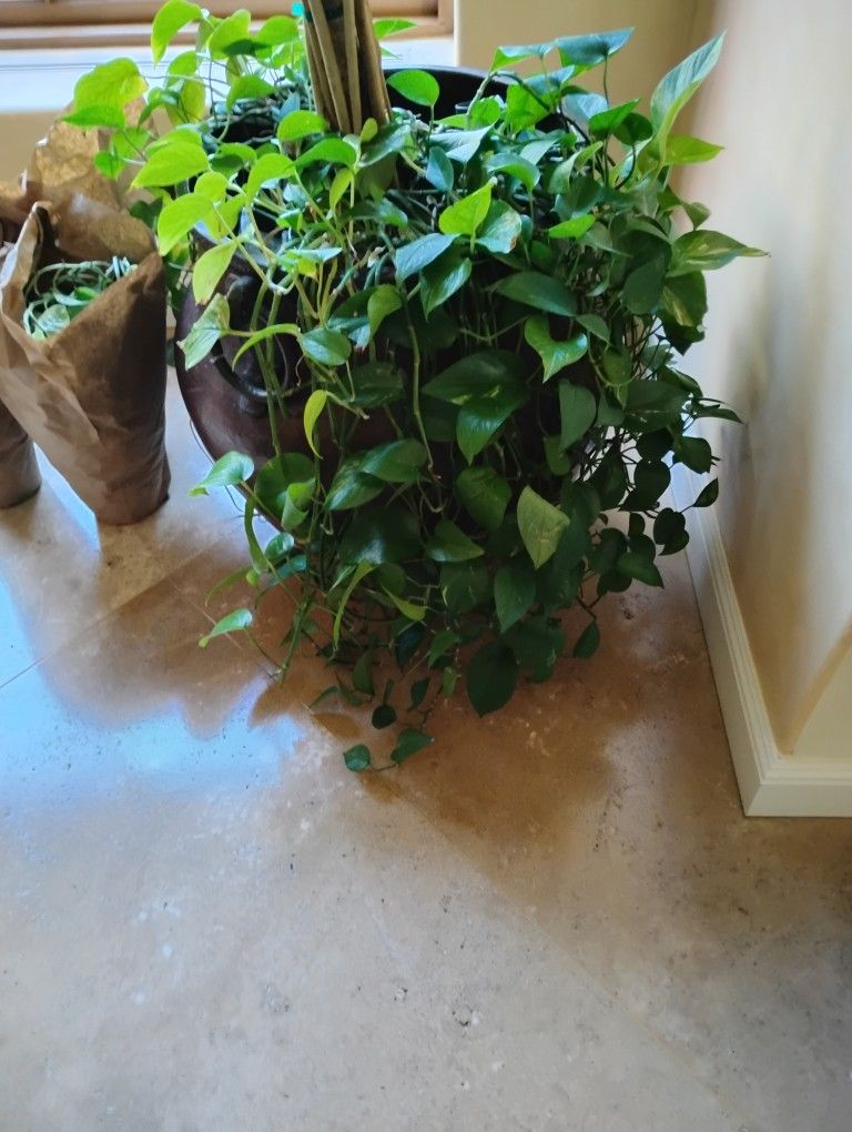 6 inch Pothos  plants $10 each and 6 inch Aglonema $7 each indoor plants