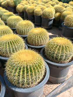 Golden Barrel Cactus