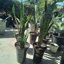 Snake Plants  8 Each Or Two Fo 15 
