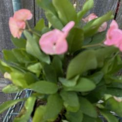 Plant In Ceramic Pot