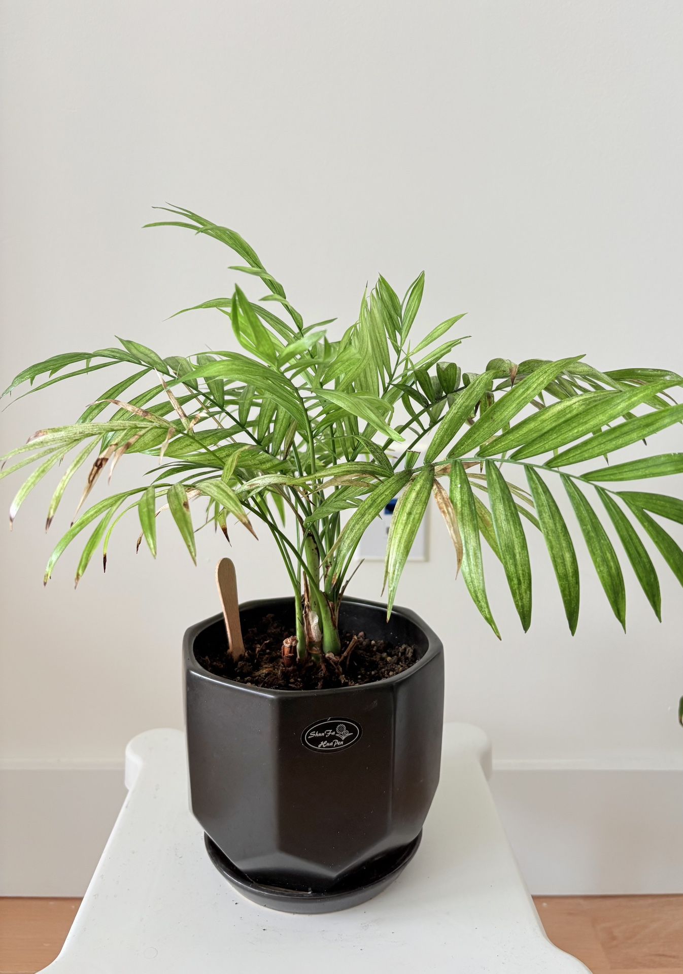 Small Indoor plants for sale