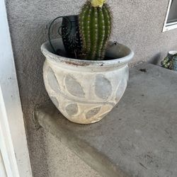 Plants 