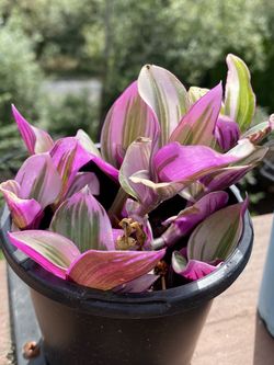 Medium Tradescantia Nanouk