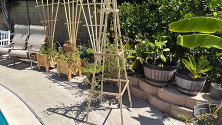 Cedar wood 6’ obelisk