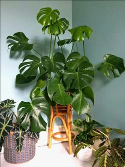 Lush Monstera deliciosa Swiss cheese plant wide leaf plant/ indoor plant/ house plant/ flower patio garden